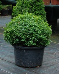 Buxus sempervirens (kula)