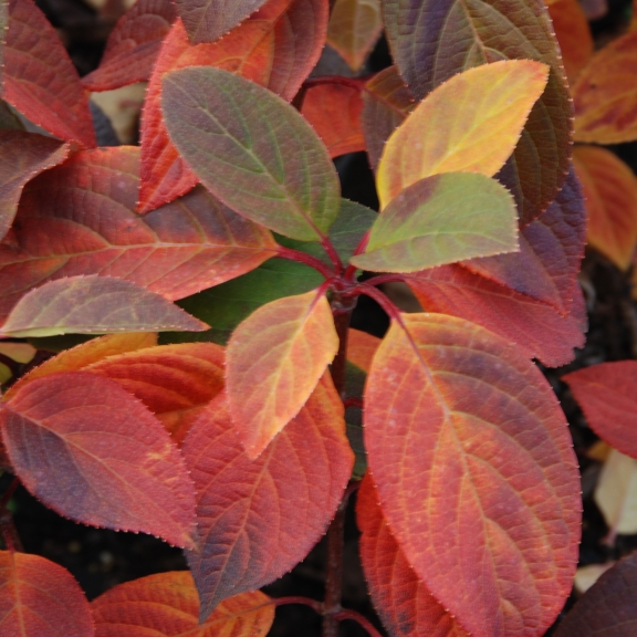 Hydrangea paniculata Early Sensation