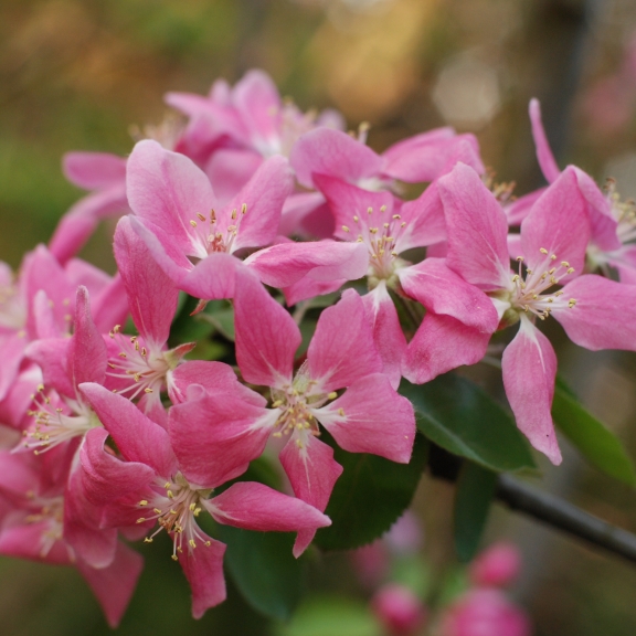 Malus Ballerina (jabłoń)