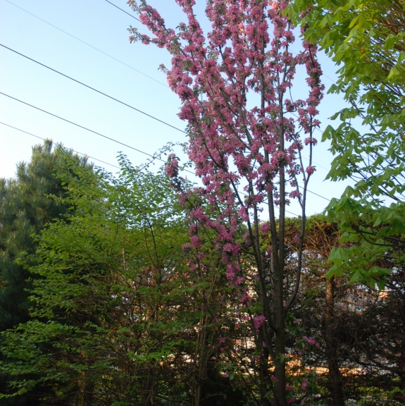 Malus Ballerina (jabłoń)