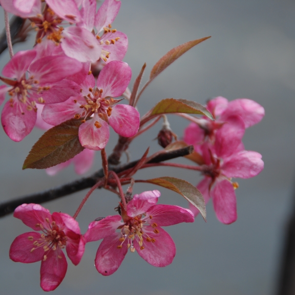 Malus Coccinella (Courtarou)