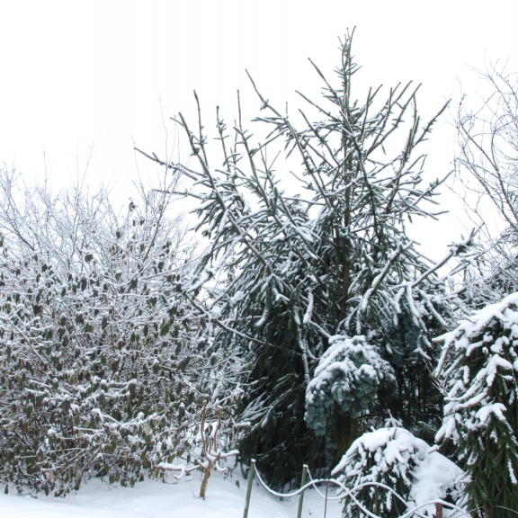 Picea abies Cranstonii