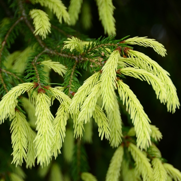 Picea abies Finedonensis 