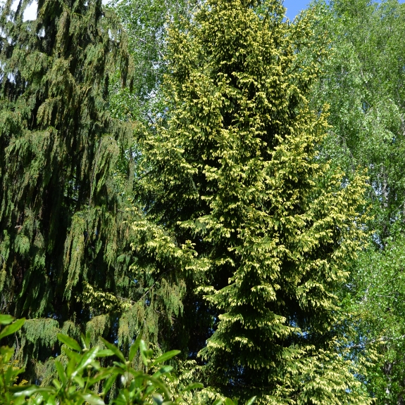 Picea abies Finedonensis 
