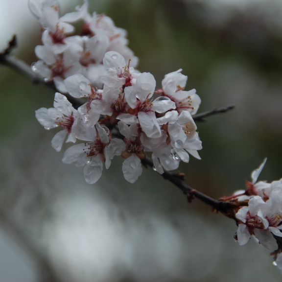 Prunus cerasifera Hessei