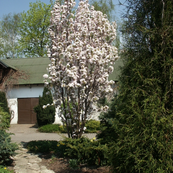 Prunus serrulata Amanogawa