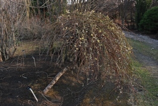 Salix caprea Kilmarnock