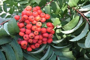 Sorbus aucuparia Fastigiata