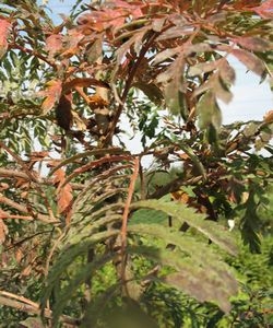 Sorbus Chinense Lace