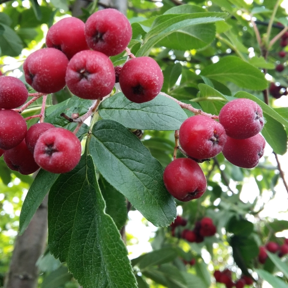 Sorbus Titan