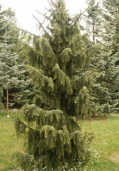 Picea breweriana