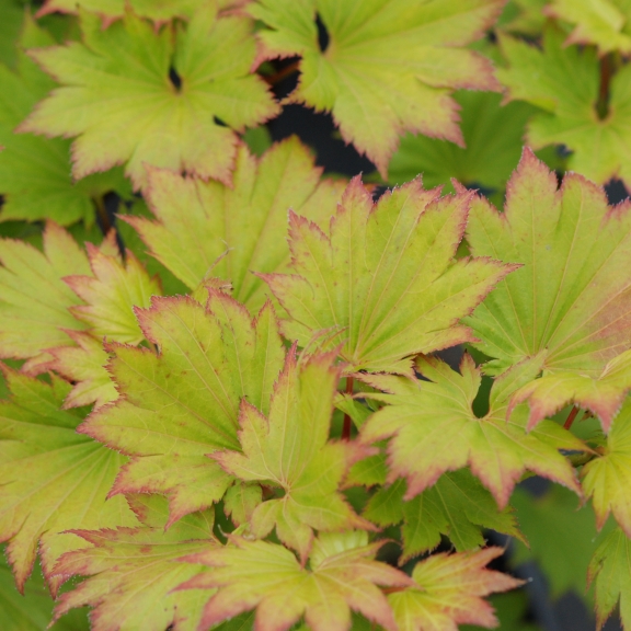Acer schirasawanum Aureum