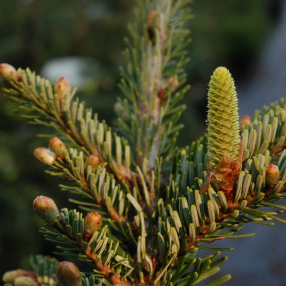 Abies nordmanniana Emerald Pearl