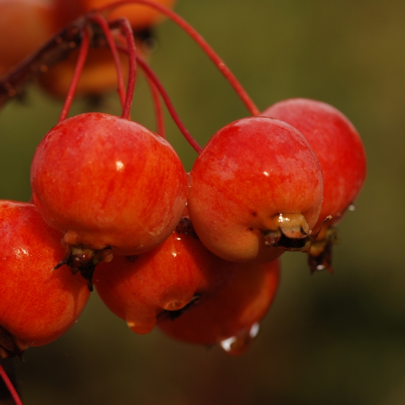Malus Perpetu (Evereste)