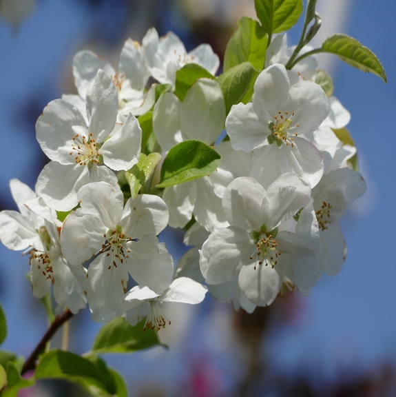 Malus Perpetu (Evereste)