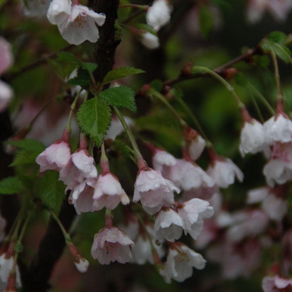 Prunus incisa Kojou-no-mai