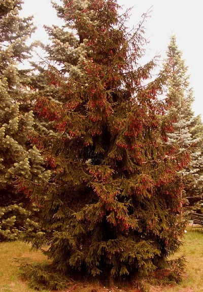Picea purpurea 