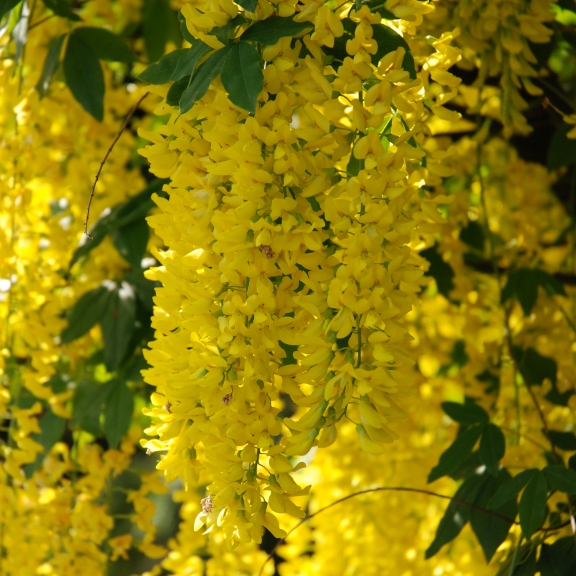 Laburnum watereri Vossii