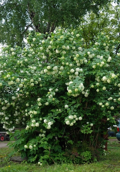 Viburnum opulus Roseum