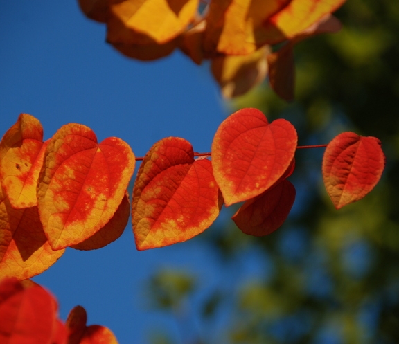 Cercidophyllum japonicum Pendulum