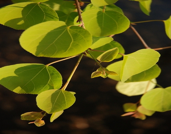 Cercidophyllum japonicum Pendulum