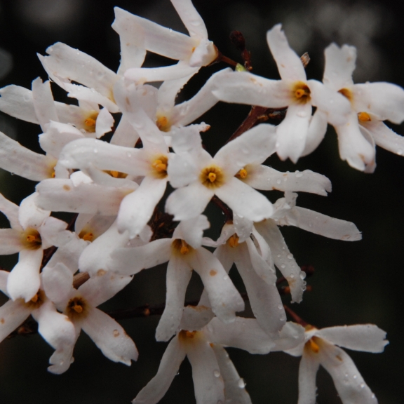 Abeliophyllum distichum