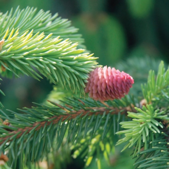About the nursery