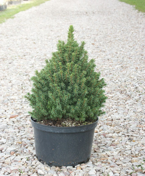 ACROCONA: drzewa i krzewy ozdobne